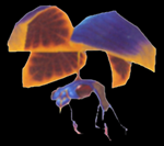 chrono cross enemy swamp bug